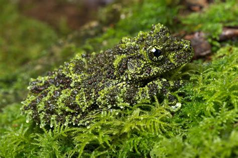 Camouflage animals - An animal’s camouflage tactic depends on a few factors. For instance, animals with fur use different camouflage tactics than those with feathers and scales, since fur takes weeks or months to ...